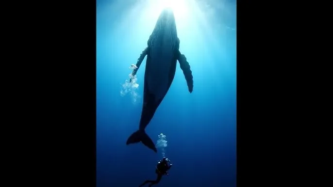 hsck - 深蓝星球：探索海洋深处的未知世界